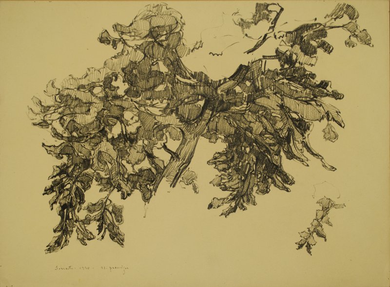 1928 - Studio di alberi a Sorrento